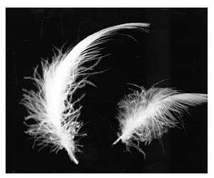 Down and Feathers