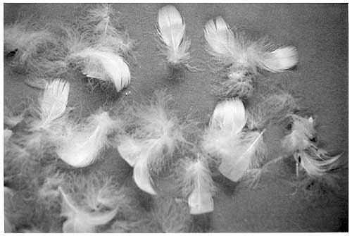 Feathers 3